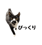 靴下猫のソックス＆タイツ♂（個別スタンプ：25）