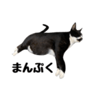 靴下猫のソックス＆タイツ♂（個別スタンプ：30）
