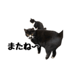 靴下猫のソックス＆タイツ♂（個別スタンプ：32）