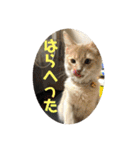 ハスキーソマリ三姉妹（個別スタンプ：5）
