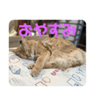 ハスキーソマリ三姉妹（個別スタンプ：8）