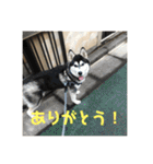 ハスキーソマリ三姉妹（個別スタンプ：12）
