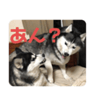 ハスキーソマリ三姉妹（個別スタンプ：25）