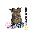 cocoちゃん♡スタンプ（個別スタンプ：2）