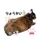 cocoちゃん♡スタンプ（個別スタンプ：5）
