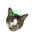 ねこのめいちゃん2（個別スタンプ：1）