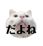 ねこのめいちゃん2（個別スタンプ：2）
