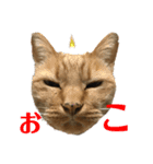 ねこのめいちゃん2（個別スタンプ：3）