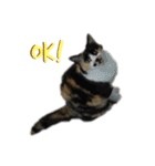 ねこのめいちゃん2（個別スタンプ：7）