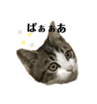ねこのめいちゃん2（個別スタンプ：11）