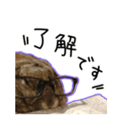 ここあんどぽんた（個別スタンプ：3）