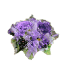 Flower/花（個別スタンプ：24）