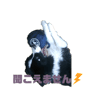 ボーダーコリーのボー。part2（個別スタンプ：6）