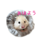 山崎はむたろと（個別スタンプ：3）