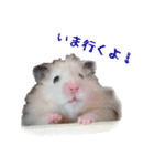 山崎はむたろと（個別スタンプ：6）