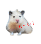 山崎はむたろと（個別スタンプ：12）