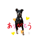 愛犬レンくん（個別スタンプ：1）