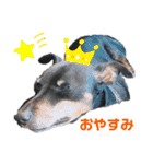 愛犬レンくん（個別スタンプ：2）