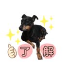 愛犬レンくん（個別スタンプ：3）