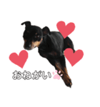 愛犬レンくん（個別スタンプ：4）