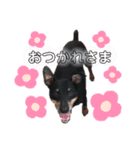 愛犬レンくん（個別スタンプ：5）