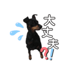 愛犬レンくん（個別スタンプ：7）