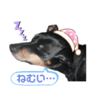 愛犬レンくん（個別スタンプ：8）