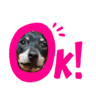 愛犬レンくん（個別スタンプ：9）
