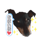 愛犬レンくん（個別スタンプ：14）
