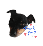 愛犬レンくん（個別スタンプ：15）