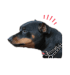 愛犬レンくん（個別スタンプ：16）