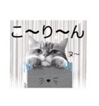 猫達の日々の研究所用スタンプ（個別スタンプ：2）