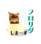 猫達の日々の研究所用スタンプ（個別スタンプ：8）