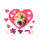 猫達の日々の研究所用スタンプ（個別スタンプ：11）