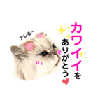 猫達の日々の研究所用スタンプ（個別スタンプ：13）