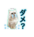 猫達の日々の研究所用スタンプ（個別スタンプ：17）