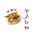 猫達の日々の研究所用スタンプ（個別スタンプ：19）