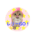 猫達の日々の研究所用スタンプ（個別スタンプ：27）
