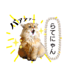 猫達の日々の研究所用スタンプ（個別スタンプ：28）