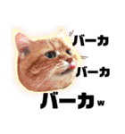 猫達の日々の研究所用スタンプ（個別スタンプ：34）