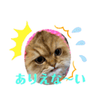 猫達の日々の研究所用スタンプ（個別スタンプ：36）