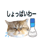 猫達の日々の研究所用スタンプ（個別スタンプ：37）