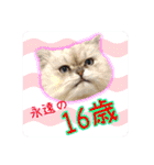 猫達の日々の研究所用スタンプ（個別スタンプ：40）