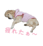 チョイスの日常3（個別スタンプ：7）