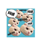 白猫のんびりライフ3（個別スタンプ：2）