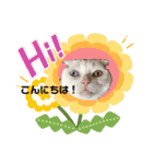 白猫のんびりライフ3（個別スタンプ：5）