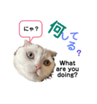 白猫のんびりライフ3（個別スタンプ：7）
