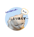 白猫のんびりライフ3（個別スタンプ：15）