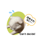 白猫のんびりライフ3（個別スタンプ：22）