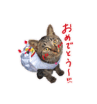 ミルクとにゃんの日常（個別スタンプ：1）